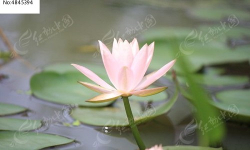 婴儿体藓图片网- 婴儿体癣是什么引起的知识,分享婴儿体癣是什么引起的